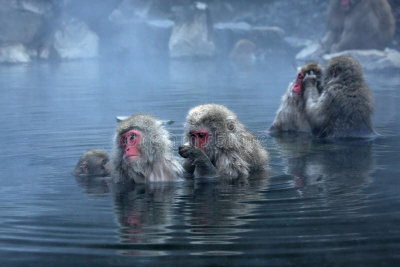 Snow Monkey at Jigokudani near stock photo