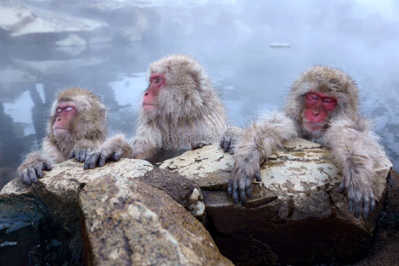 Snow Monkey royalty free stock photography
