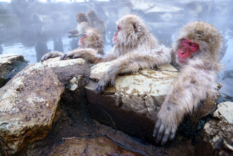 Snow Monkey stock photography