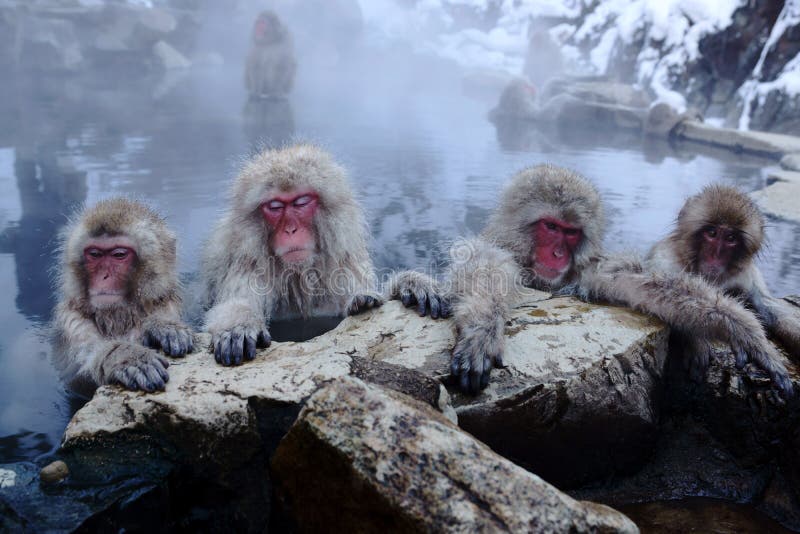 Snow Monkey stock photos