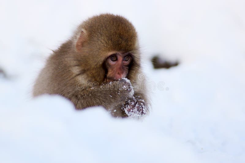 Snow Monkey royalty free stock photography