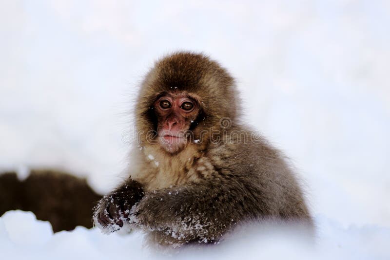 Snow Monkey stock photography