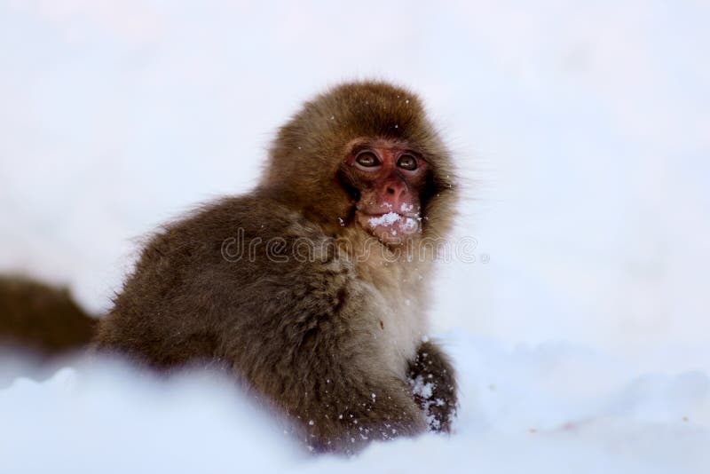 Snow Monkey royalty free stock photo