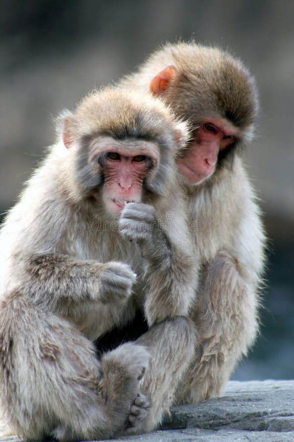 Snow monkey love royalty free stock photo