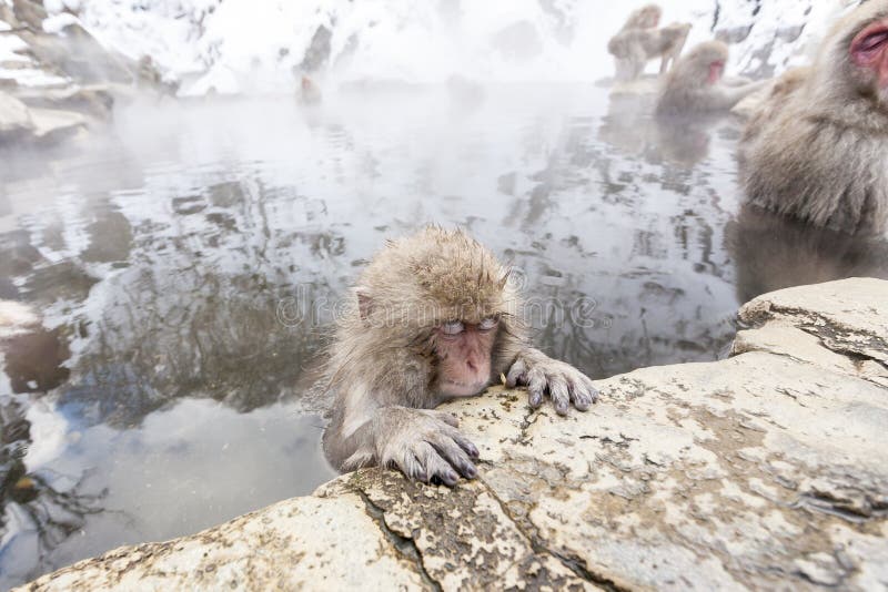 Snow monkey Macaca fuscata from Jigokudani Monkey Park in Japan, Nagano Prefecture. Cute Japanese macaque. stock image Snow monkey Macaca fuscata from Jigokudani Monkey Park in Japan, Nagano Prefecture. Cute Japanese macaque. stock image