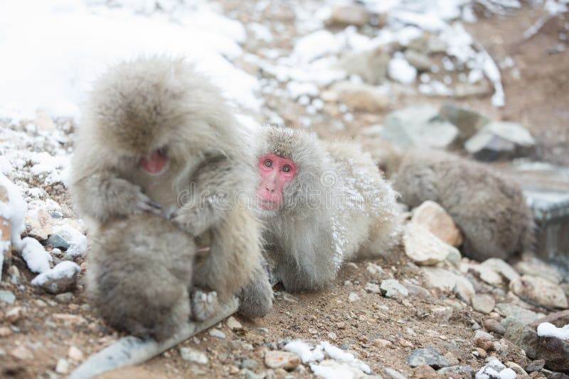 Snow monkeys in a natural onsen (hot spring), located in Jigokudani Park, Yudanaka. Nagano Japan. stock images Snow monkeys in a natural onsen (hot spring), located in Jigokudani Park, Yudanaka. Nagano Japan. stock images