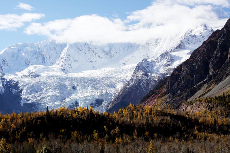 Snow mountain and forest royalty free stock photos