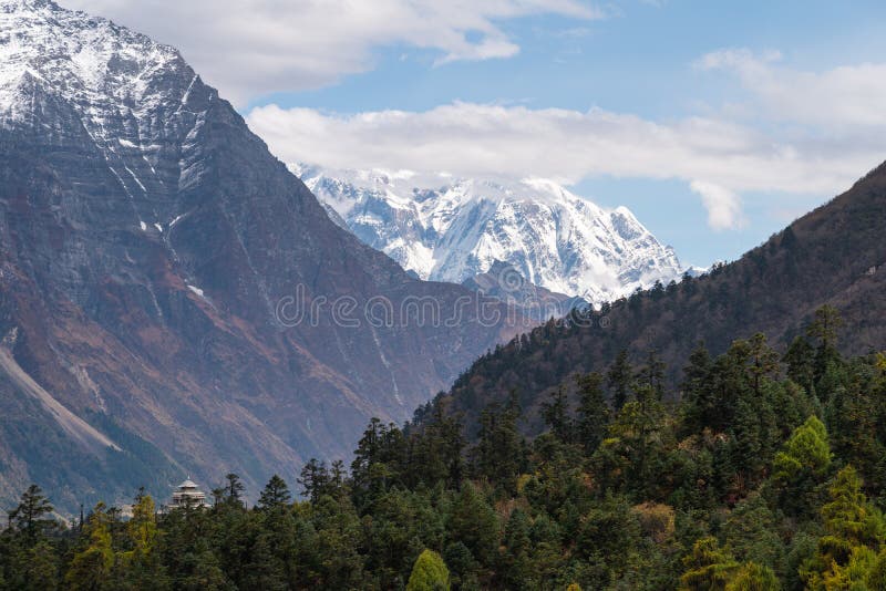 Snow mountains and pine forest landscape in Manaslu circuit trekking route, Himalaya mountains range in Nepal