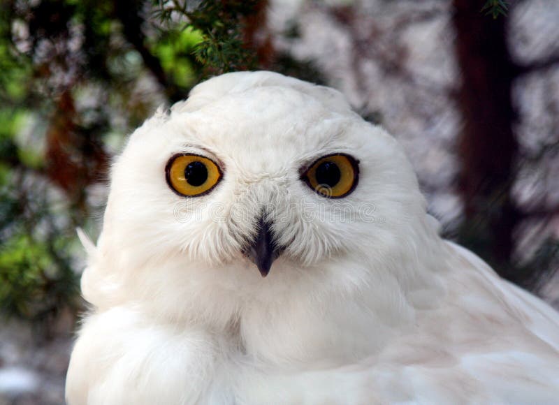 Snow owl 5