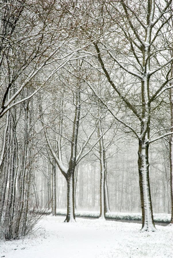 Snow in the park