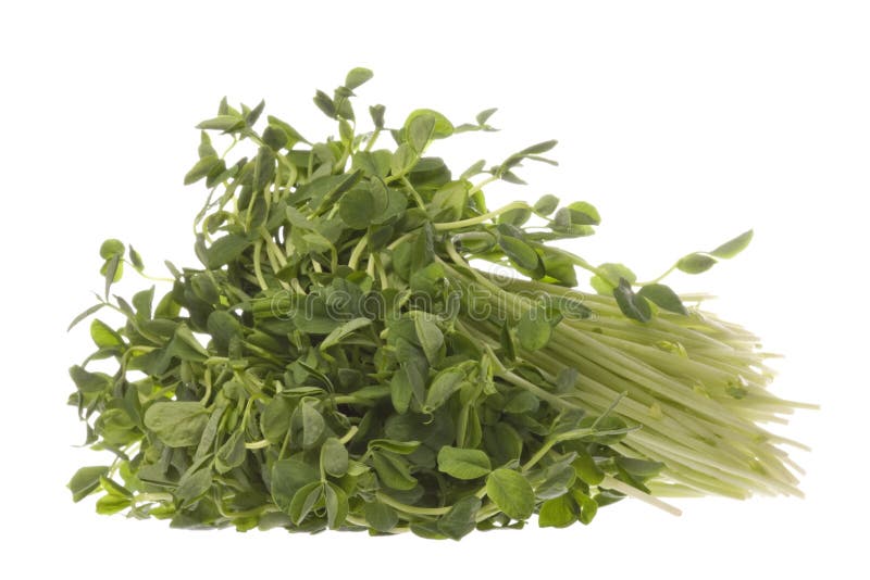 Isolated image of snow pea sprouts. Isolated image of snow pea sprouts.