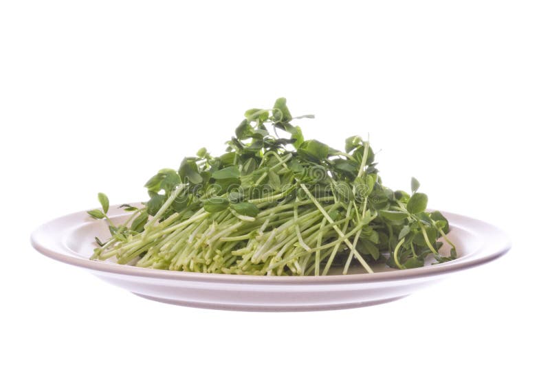 Isolated image of snow pea sprouts on a plate. Isolated image of snow pea sprouts on a plate.