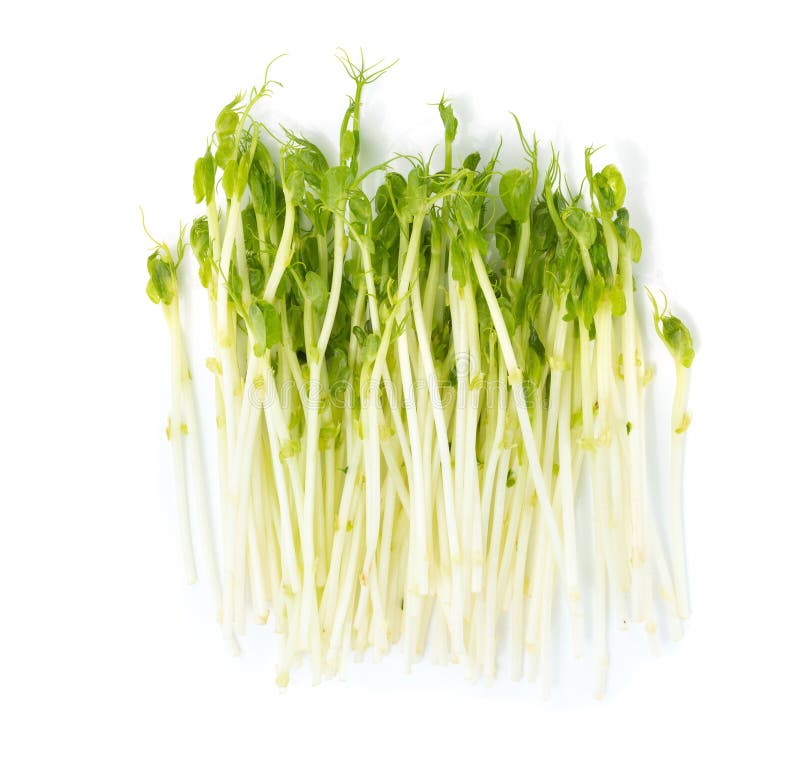 Snow Pea Sprouts on White Background Stock Photo Image of nutritious