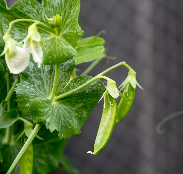 8 148 Peas Life Stock Photos Free Royalty Free Stock Photos From 8-148-peas-life-stock-photos-free-royalty-free-stock-photos-from