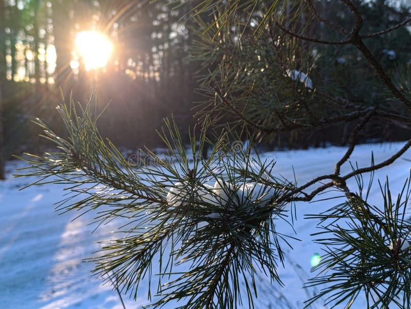 Snow on a pine branch against the backdrop of sun rays on a winter day stock photography