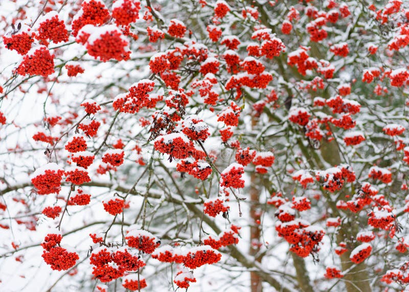 Snow on the Scarlet Colored Berries of the European Rowan Tree in ...