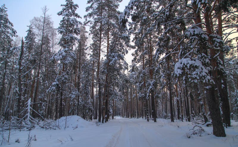 Snow road in the forest in winter