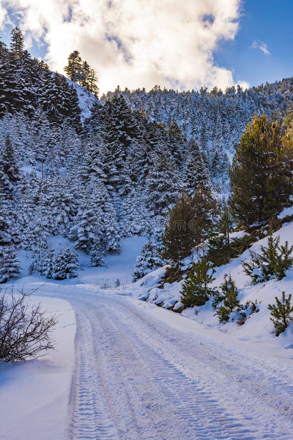 Snow road at Ziria mountain with fir trees covered with snow on a winter day, South Peloponnese, Greece