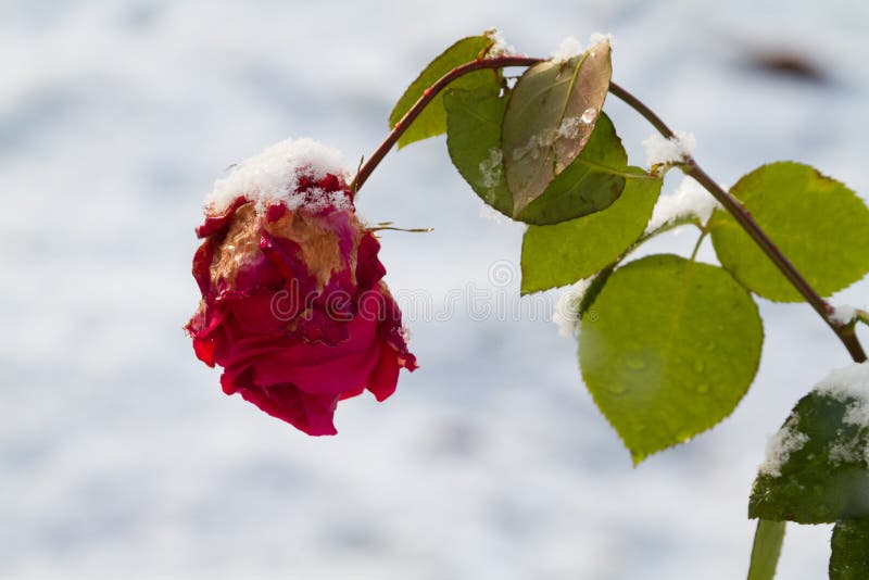 Snow on a rose