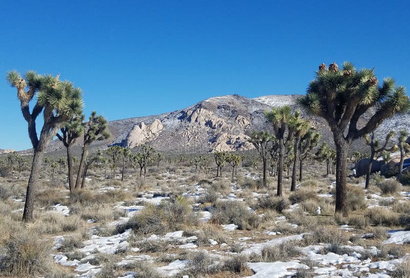 Joshua Tree National Forest with Fallen Snow royalty free stock photos
