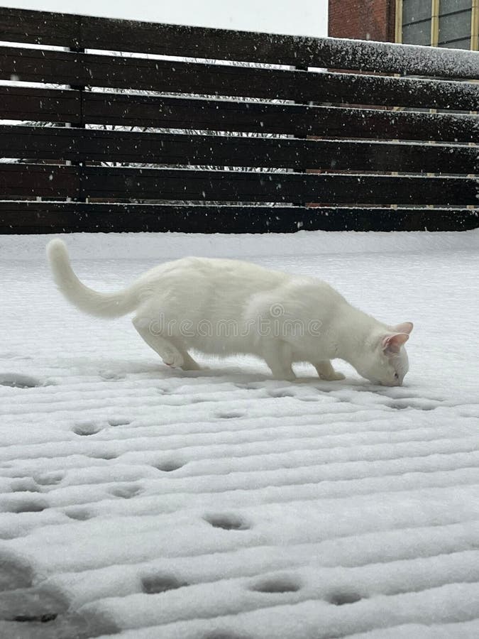 Snow on Snow & X28;the White Cat& X29; Stock Photo Image of white