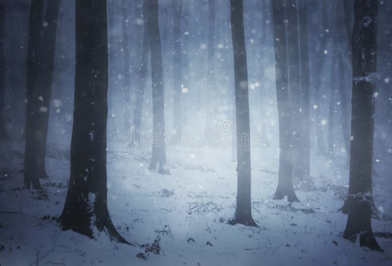 Snow storm in a forest with fog in winter evening