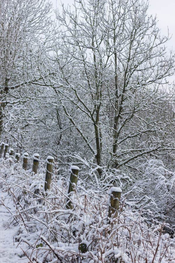 Snow topped fence posts by a woodland stock photos