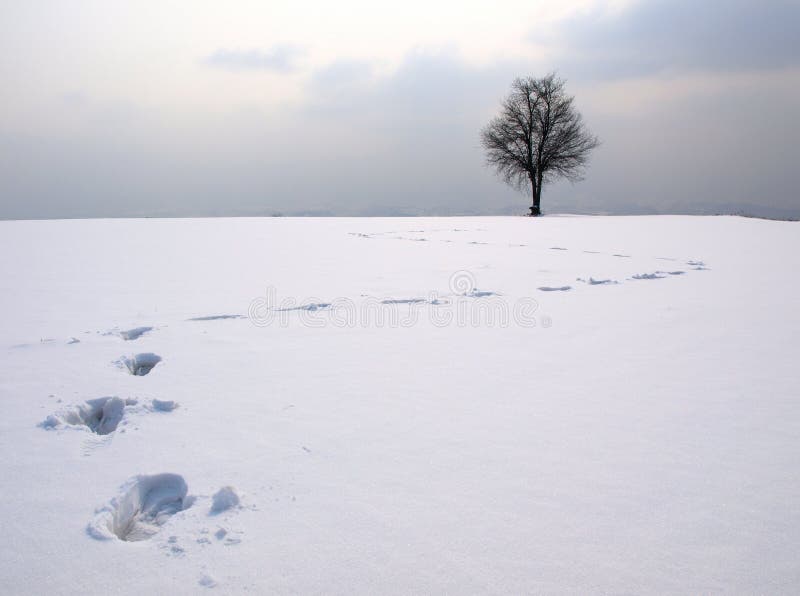 The snow tree