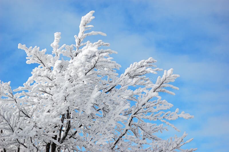 Snow tree on blue sky