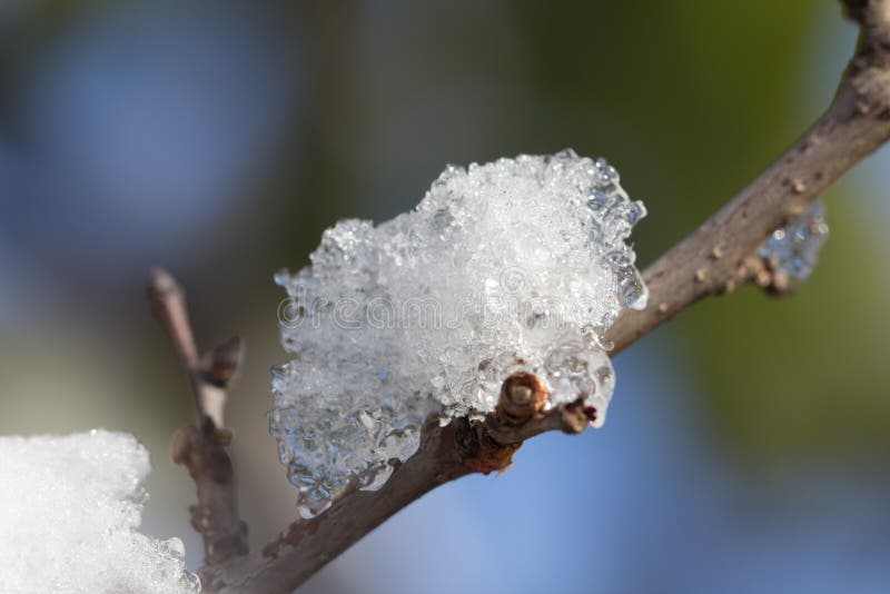 Snow on tree branches royalty free stock photography
