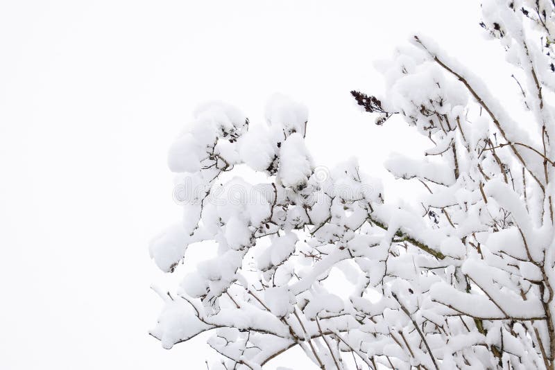 Snow on the branches. Winter View of trees covered with snow. The severity of the branches under the snow. Snowfall in nature