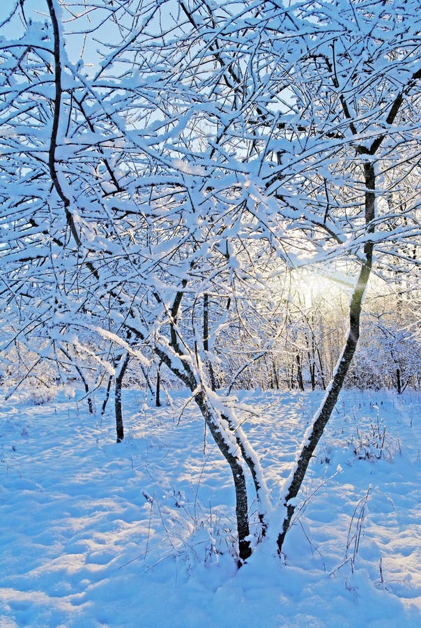Snow on the trees. royalty free stock image