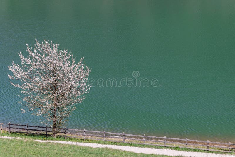 Snow-white blooming apple tree on the shore of Lake Tavon Lago di Tavon Val di Non, Trentino, Italy.