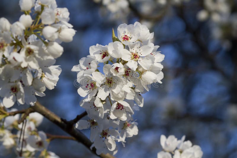 Snow White Bradford Pear Blossoms Stock Image - Image of trees ...