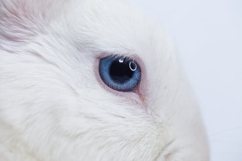 1,912 Rabbit Pink Eyes Stock Photos - Free & Royalty-Free Stock Photos from  Dreamstime