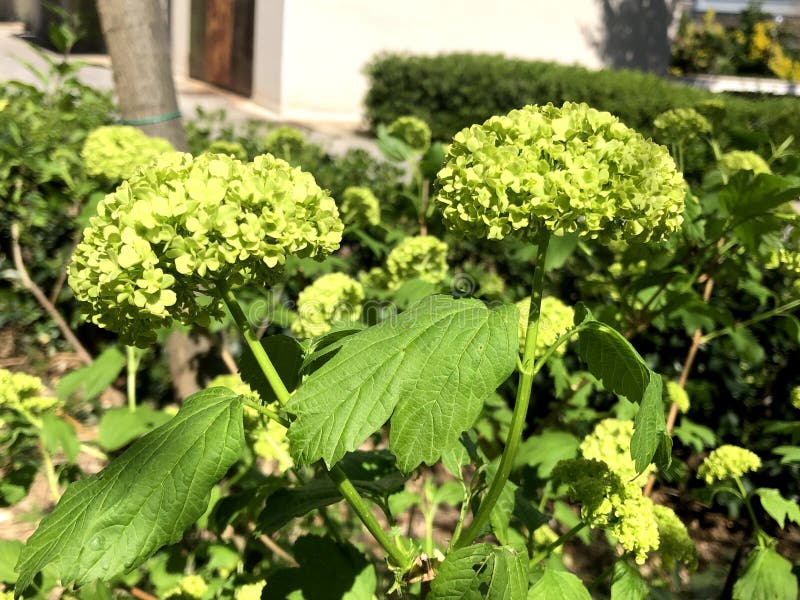 The Snowball Flower in the Garden Stock Photo Image of blossom