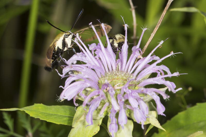 Snowberry clearwing hawk moth foraging on lavender bee balm flow royalty free stock images