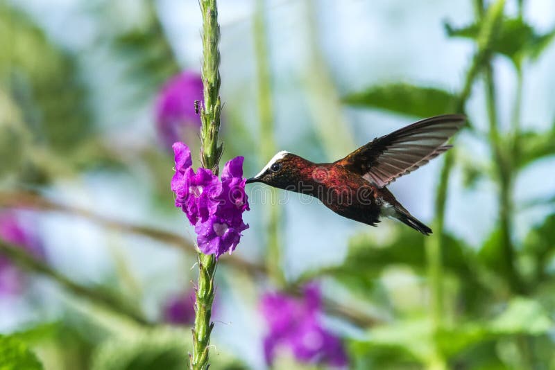 Snowcap som flyger bredvid den violetta blomman, fågel från den tropiska skogen för berg, Costa Rica, naturlig livsmiljö, endemis royaltyfri fotografi Snowcap som flyger bredvid den violetta blomman, fågel från den tropiska skogen för berg, Costa Rica, naturlig livsmiljö, endemis royaltyfri fotografi