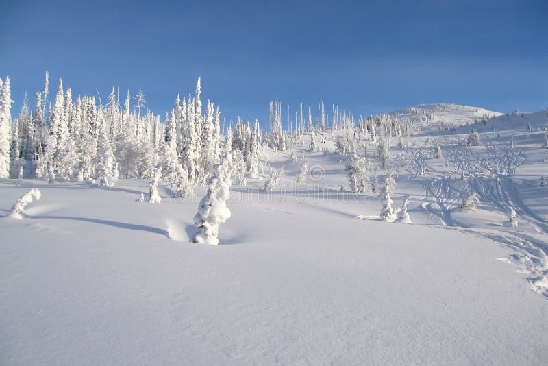 Snowcovered träd i bugaboosna, en bergskedja i de Purcell bergen, den provinsiella bugabooen parkerar, Britisch Columbia arkivfoto Snowcovered träd i bugaboosna, en bergskedja i de Purcell bergen, den provinsiella bugabooen parkerar, Britisch Columbia arkivfoto