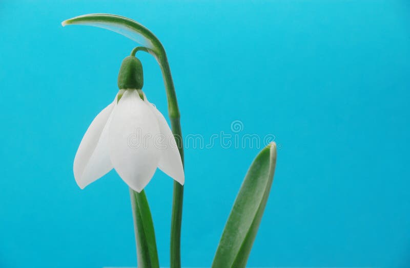 Snowdrop