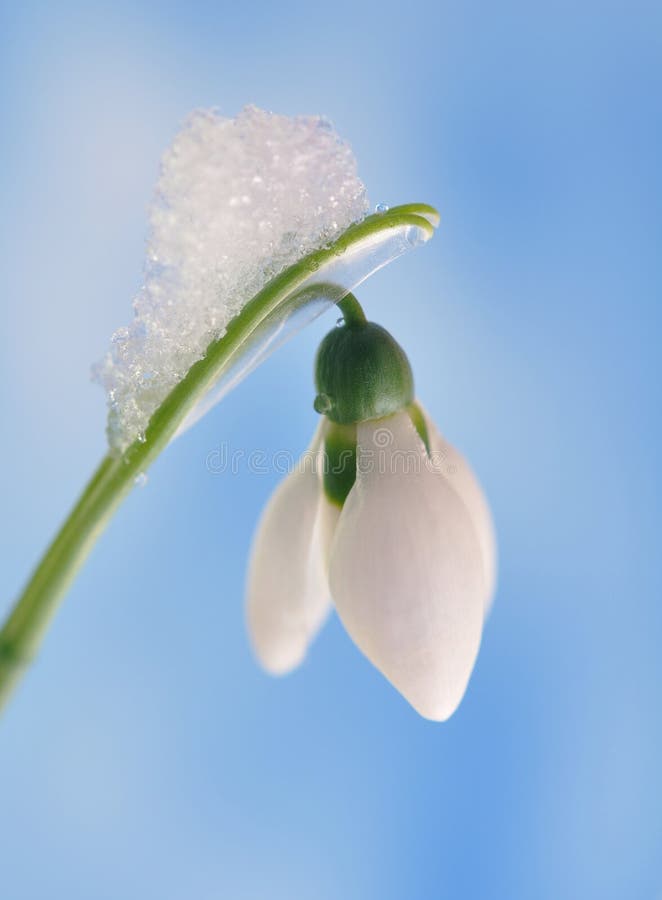 Snowdrop