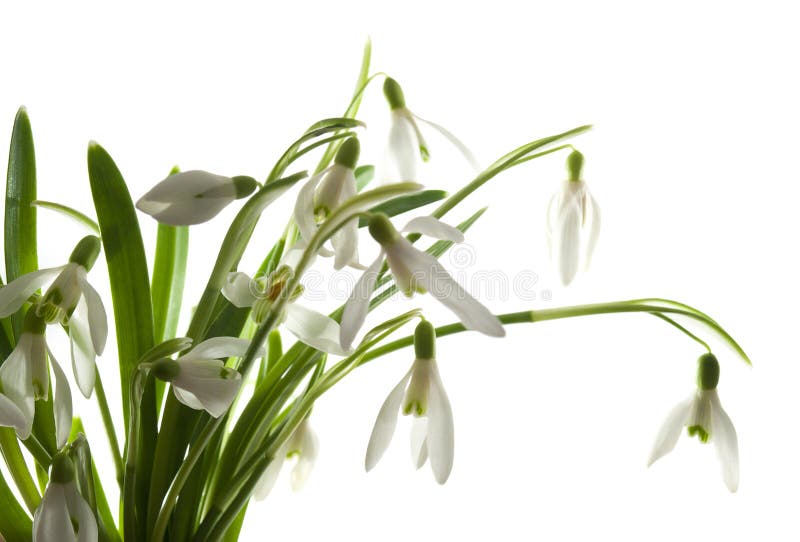 Snowdrop