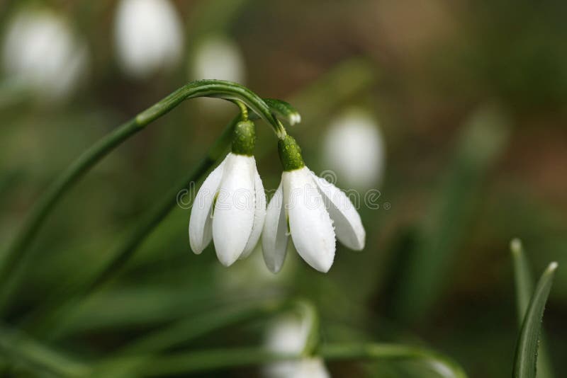 Snowdrop