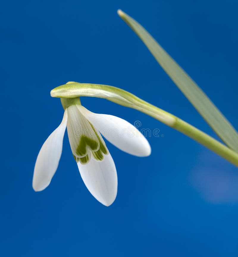 Snowdrop