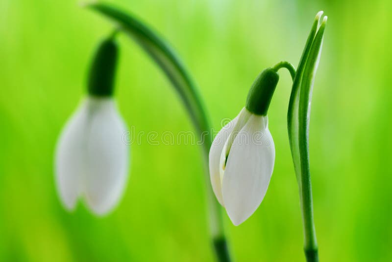 Crocus-snowdrops stock photo. Image of crocus, macro, fresh - 8585824