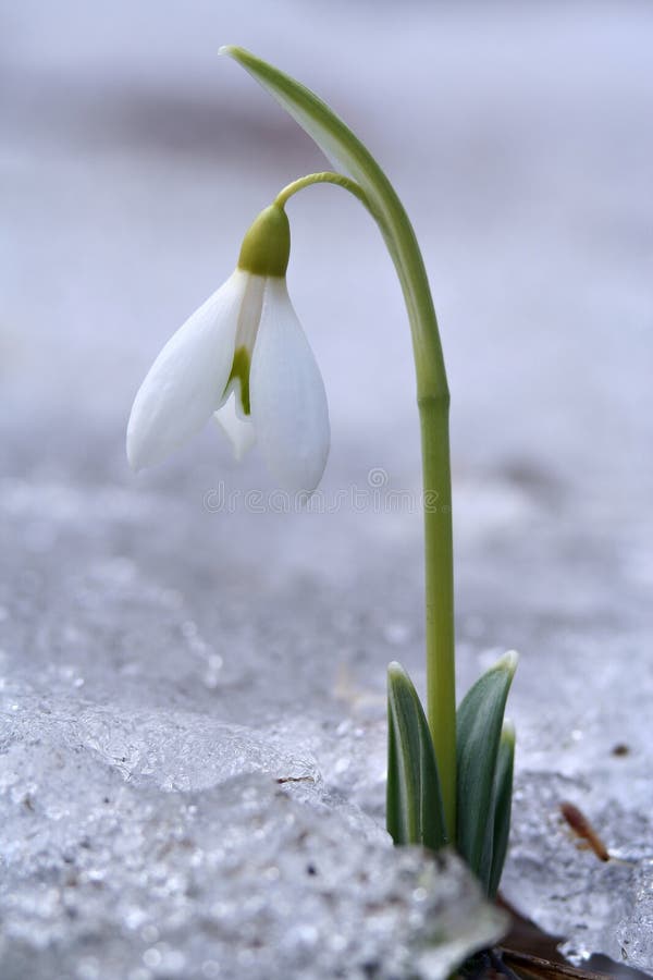 Snowdrop