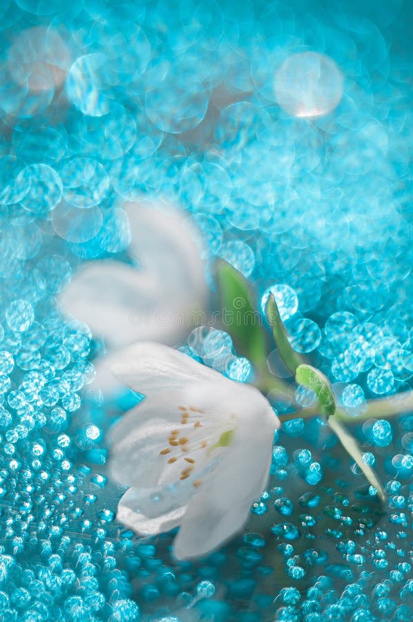 Snowdrop lizenzfreie stockbilder