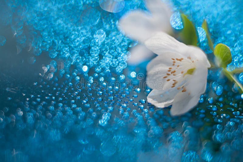 Snowdrop lizenzfreie stockbilder