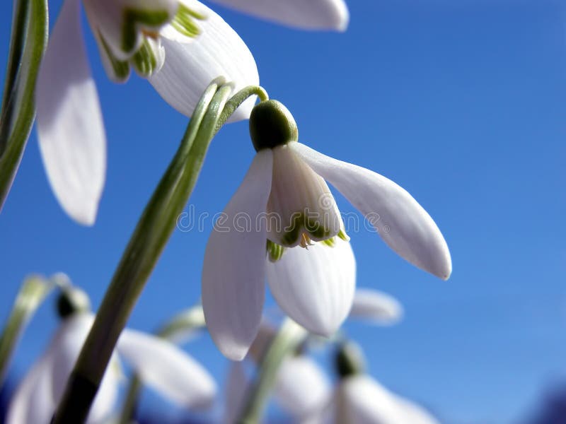 Snowdrop Blume Snowdrop Blume