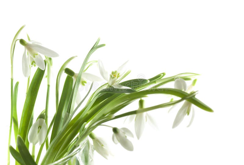 Snowdrop bouquet